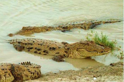 Iran Ghando Crocodile 1