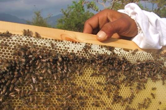 Yemen Wild-Domesticated bees 2